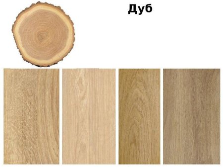 Срезы деревьев разных пород