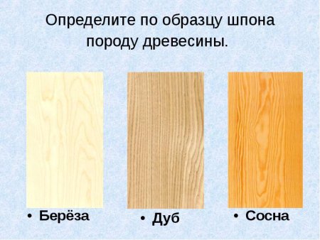 Текстура лиственных пород древесины
