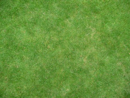 Grass texture бесшовная