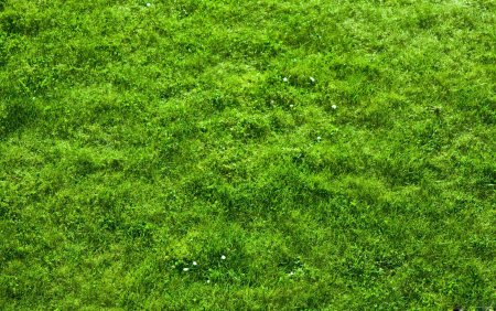 Grass texture 8к