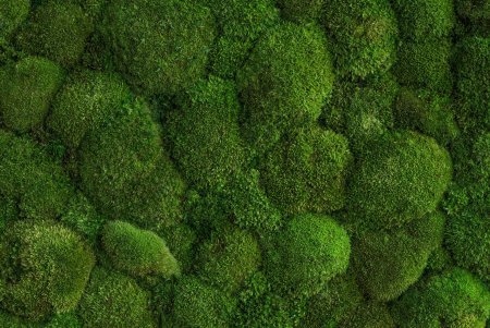 Мох фактура