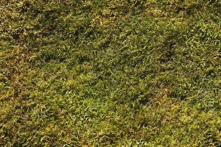 Мох texture