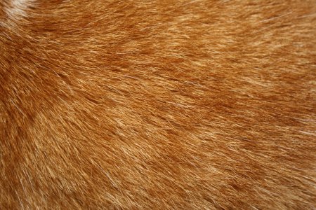 Кошачья шерсть текстура