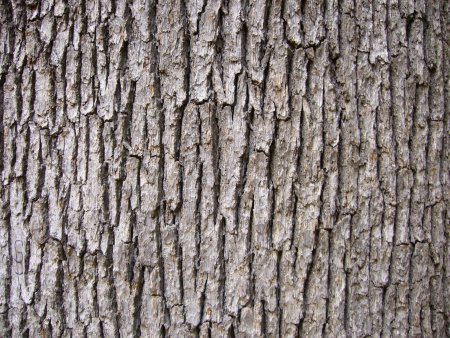 Bark texture бесшовная