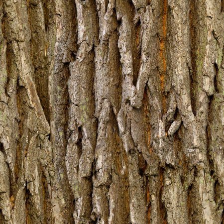 Bark texture бесшовная