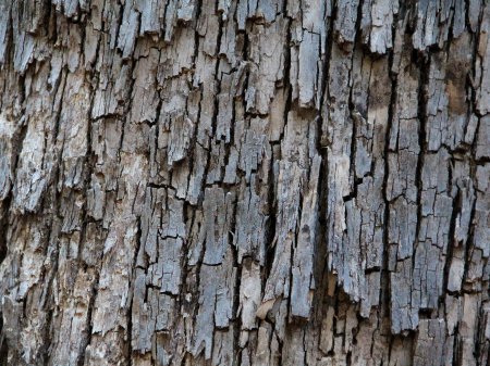 Wood Bark texture