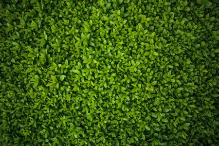 Бесшовная текстура зелени (49 фото)