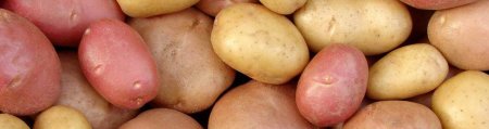 Картошка сорт Коломенская