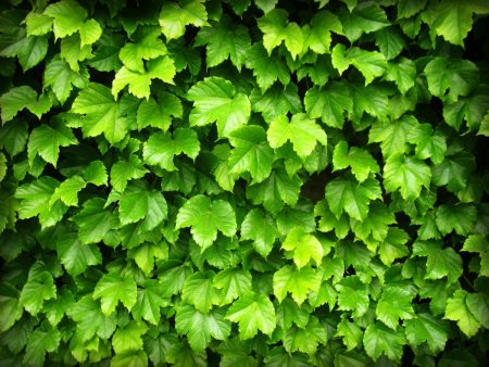 Бесшовная текстура листвы (42 фото)