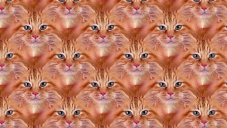 Кошачий фон