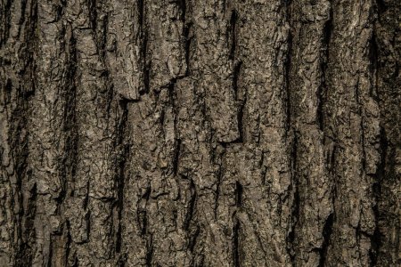 Фактура ствола дерева