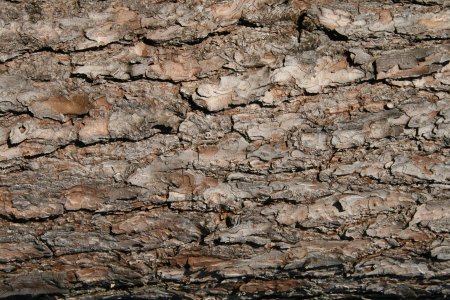 Текстура коры дерева