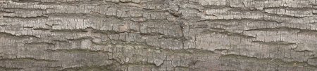 Текстура коры сосны бесшовная