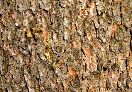 Bark texture бесшовная