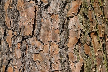 Bark texture бесшовная