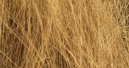 Marzio Tamer художник