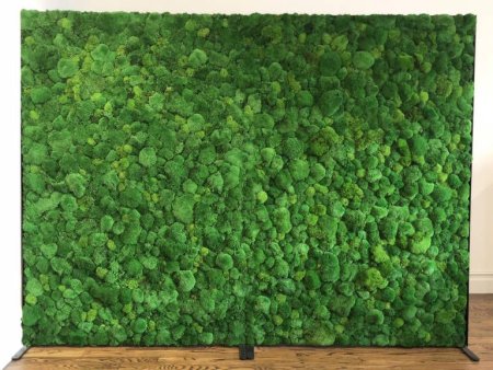 Фитостена паттерн