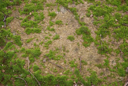 Бесшовная текстура земли с травой (45 фото)