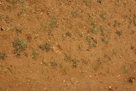 Grass texture бесшовная 4k