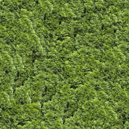 Grass Green ягель