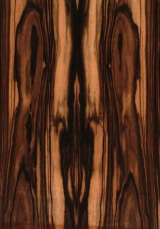 Dalbergia retusa Cocobolo дерево