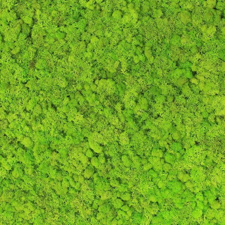 Текстурированный мох