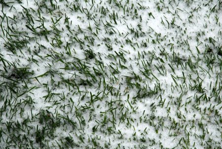 Газон под снегом