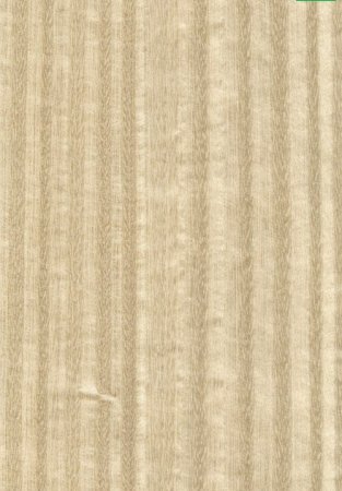 Бесшовная текстура эвкалипта (34 фото)
