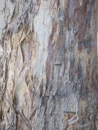 Verde Eucalyptus гранит