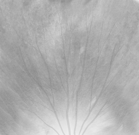 Фактура лепестка