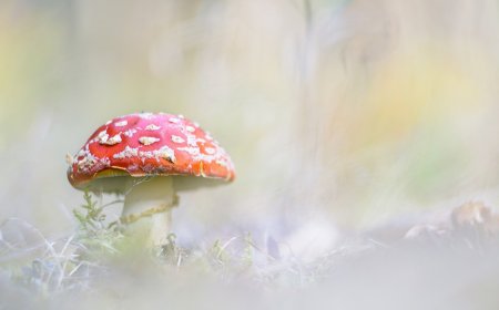 Обои с мухоморами