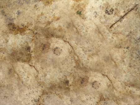 Текстура слоновой кости