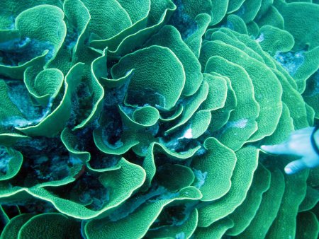 Цвет морских водорослей