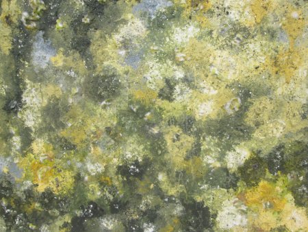 Плесень на стене текстура