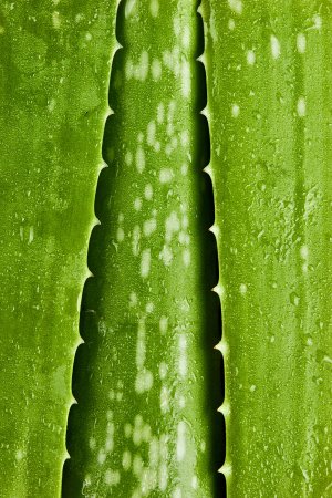 Фактура листа алоэ