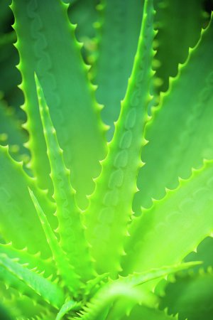 Aloe Vera