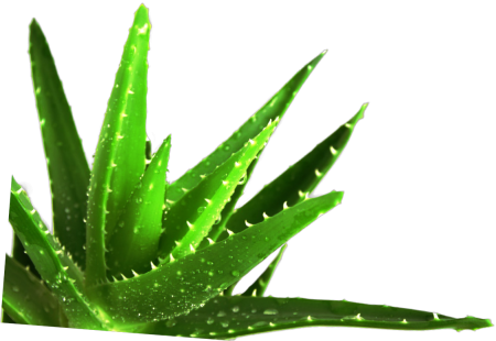 Aloe Vera куст