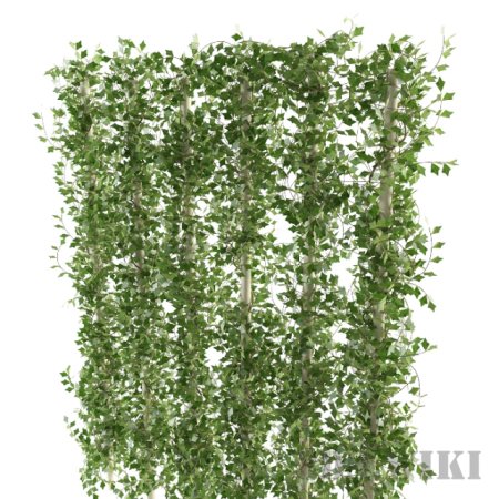 Плющ антураж