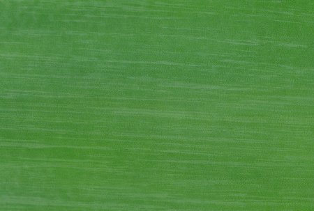 Текстура стебля