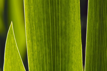 Spruce Bark texture бесшовная