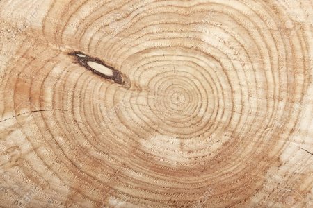 Бесшовная текстура среза дерева (43 фото)