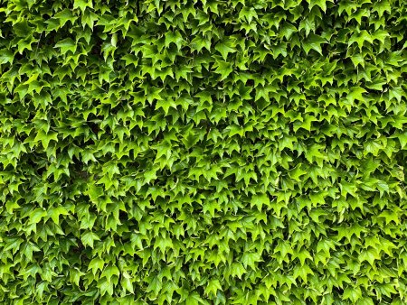 Лист плюща "Ivy Hedera Green