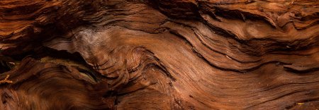 Бесшовная текстура дерева карагач (49 фото)