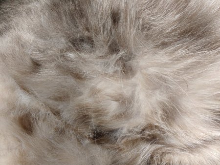 Кошачья шерсть
