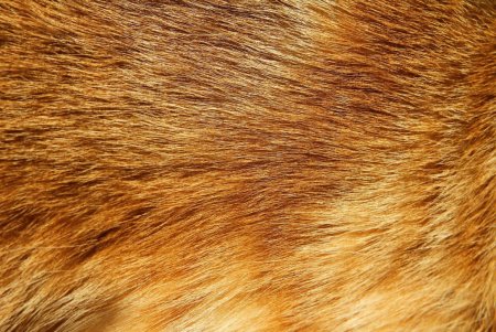 Кошачья шерсть