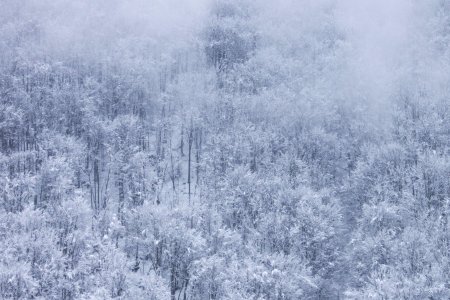 Зимний лес паттерн