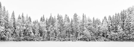 Заснеженный лес на белом фоне