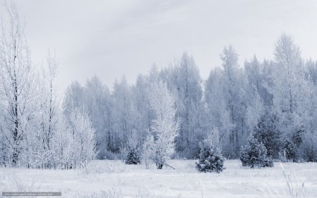 Зимний лес панорама