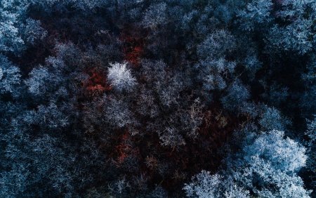 Зимний лес вид сверху