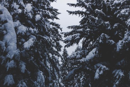 Зимний лес Эстетика